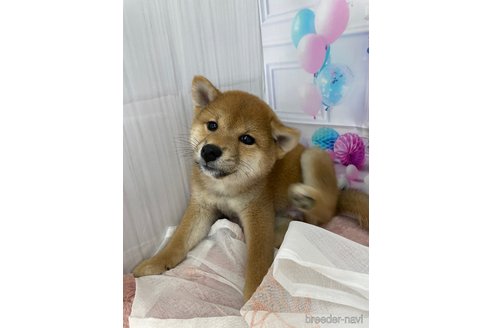 成約済の北海道の柴犬-261917の4枚目